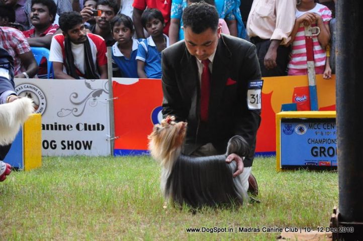 yorkshire,, Chennai Dog Shows, DogSpot.in