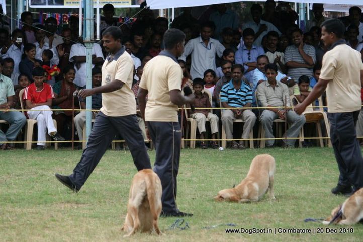 sw-19, agility,, Coimbatore 2010, DogSpot.in