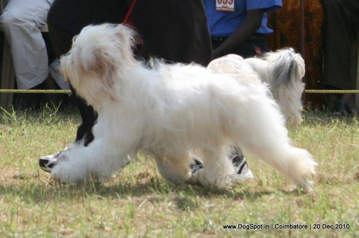 sw-19, ex-62,tibetian terrier,, COTTER'S DU NPA DORJE, Tibetan Terrier, DogSpot.in