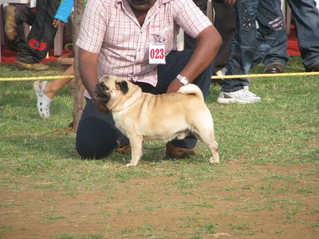 , Coimbatore Dog Show 06-12-2009, DogSpot.in