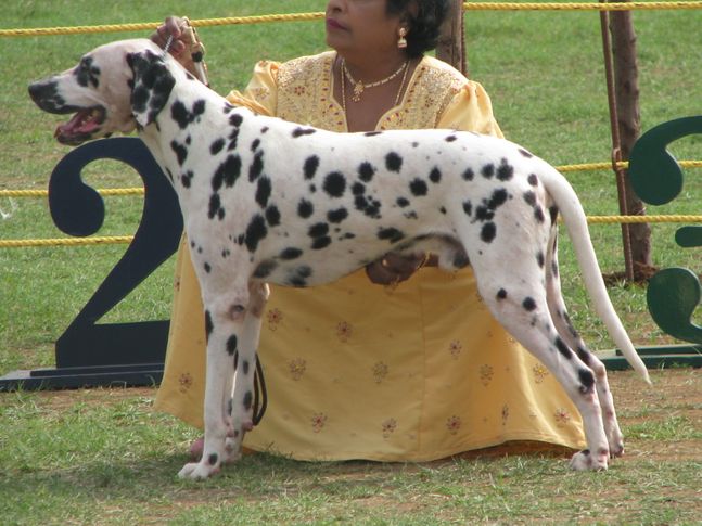 , Coimbatore Dog Show 06-12-2009, DogSpot.in