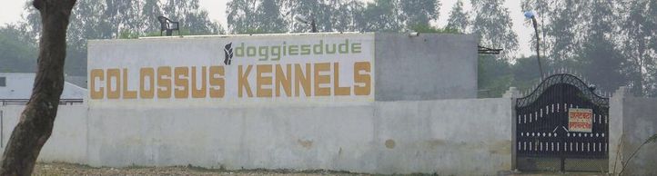 , Colossus Kennel, DogSpot.in