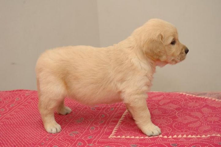 cutest golden retrevier pups ever, cutest golden retrevier pups ever, DogSpot.in