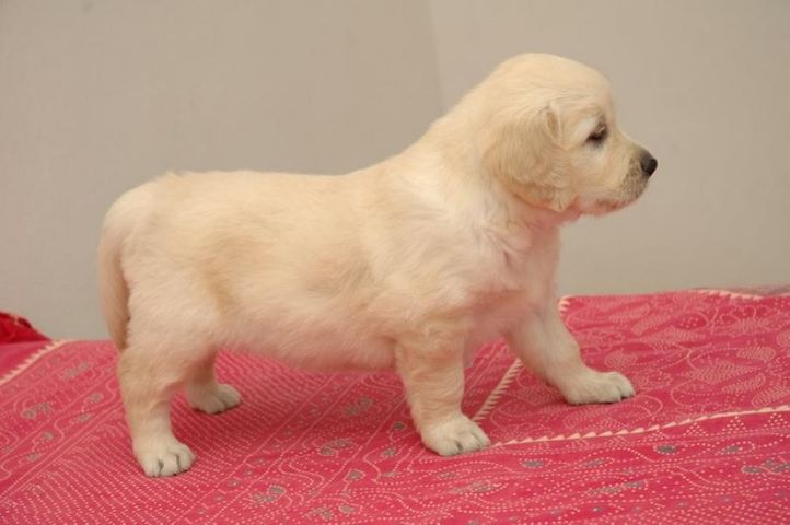 cutest golden retrevier pups ever, cutest golden retrevier pups ever, DogSpot.in