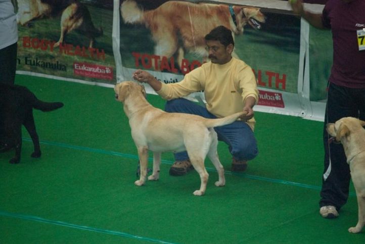, Dane-Lab Speciality Pune, DogSpot.in