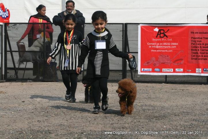 all breed championship,poodle,, Day 2 IKL Show IIPTF, DogSpot.in