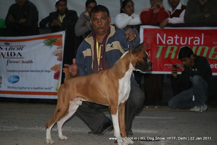 all breed championship,boxer,, Day 2 IKL Show IIPTF, DogSpot.in
