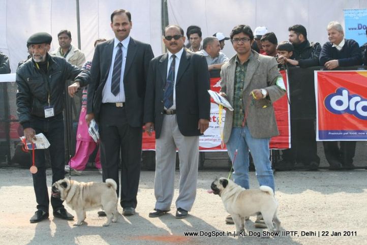 all breed championship,pug,, Day 2 IKL Show IIPTF, DogSpot.in