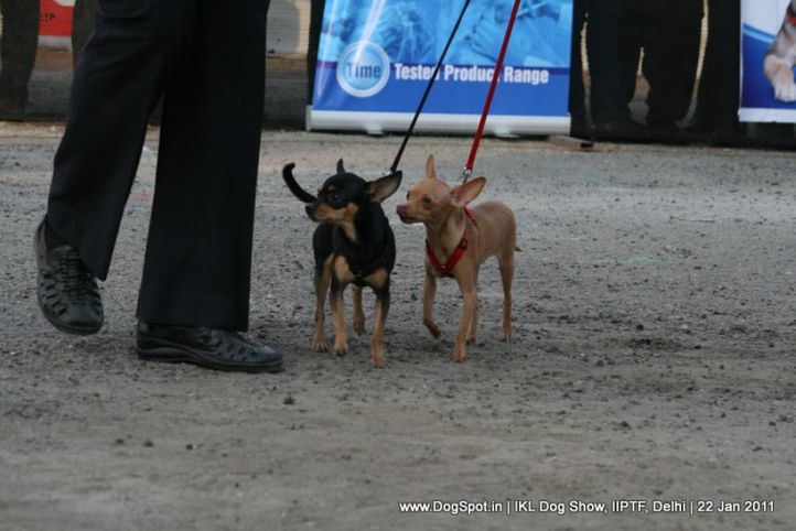 all breed championship,chihuahua,, Day 2 IKL Show IIPTF, DogSpot.in
