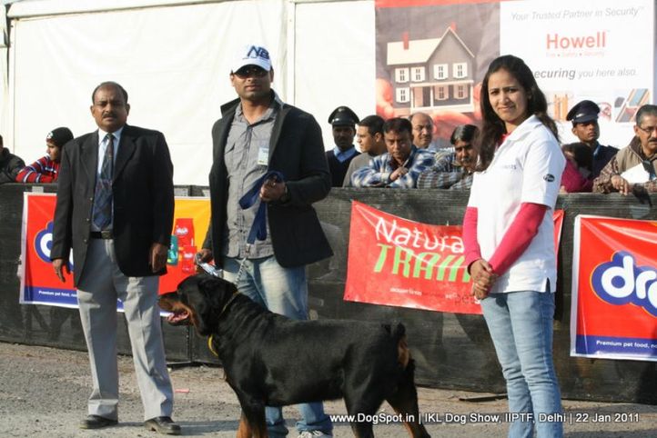 all breed championship,rottweiler,, Day 2 IKL Show IIPTF, DogSpot.in
