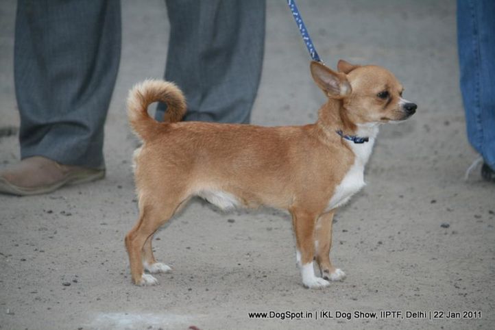 all breed championship,chihuahua,, Day 2 IKL Show IIPTF, DogSpot.in