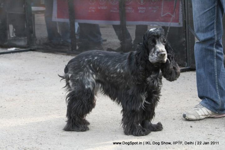 all breed championship,spaniel,, Day 2 IKL Show IIPTF, DogSpot.in