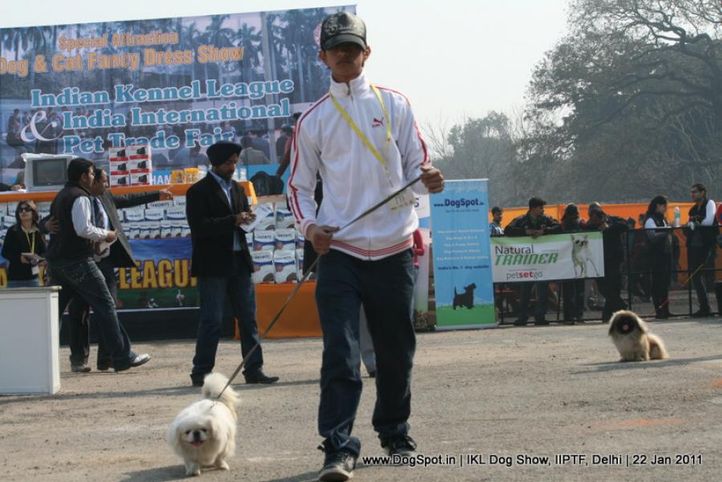 all breed championship,tibetian spaniel,, Day 2 IKL Show IIPTF, DogSpot.in