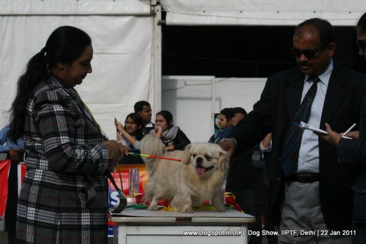 all breed championship,tibetian spaniel,, Day 2 IKL Show IIPTF, DogSpot.in