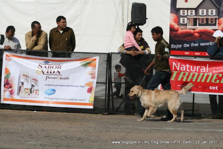 all breed championship,golden,, Day 2 IKL Show IIPTF, DogSpot.in