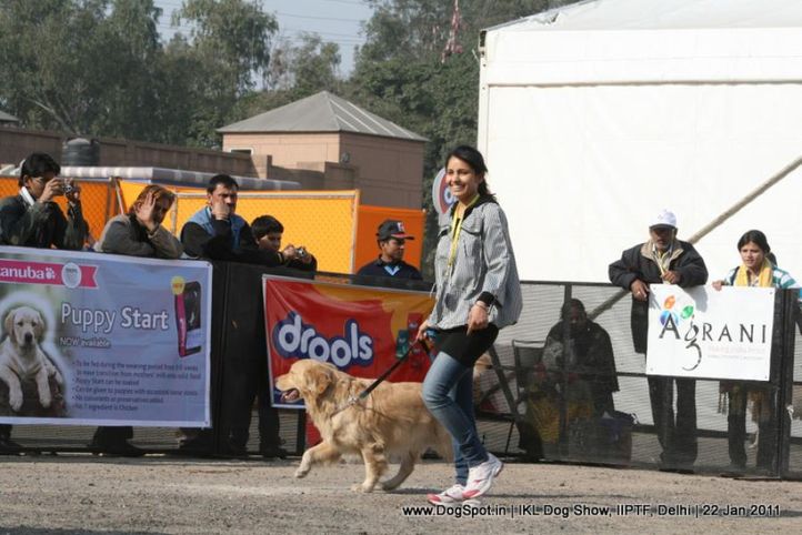 all breed championship,golden,, Day 2 IKL Show IIPTF, DogSpot.in