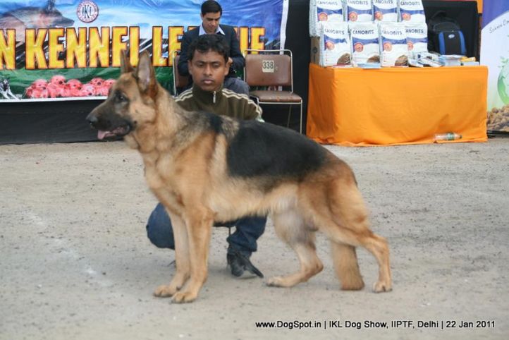 all breed championship,gsd,, Day 2 IKL Show IIPTF, DogSpot.in