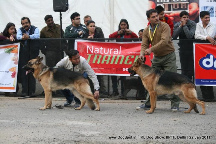 all breed championship,gsd,, Day 2 IKL Show IIPTF, DogSpot.in