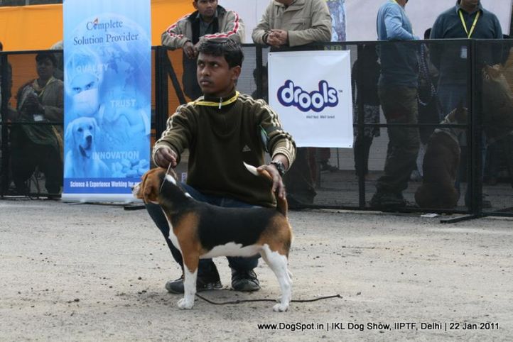 all breed championship,beagle,, Day 2 IKL Show IIPTF, DogSpot.in