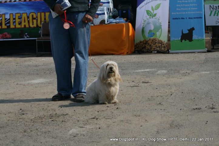 all breed championship,lhasa,, Day 2 IKL Show IIPTF, DogSpot.in