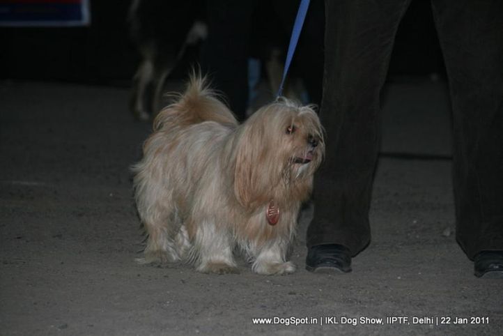all breed championship,lhasa,, Day 2 IKL Show IIPTF, DogSpot.in