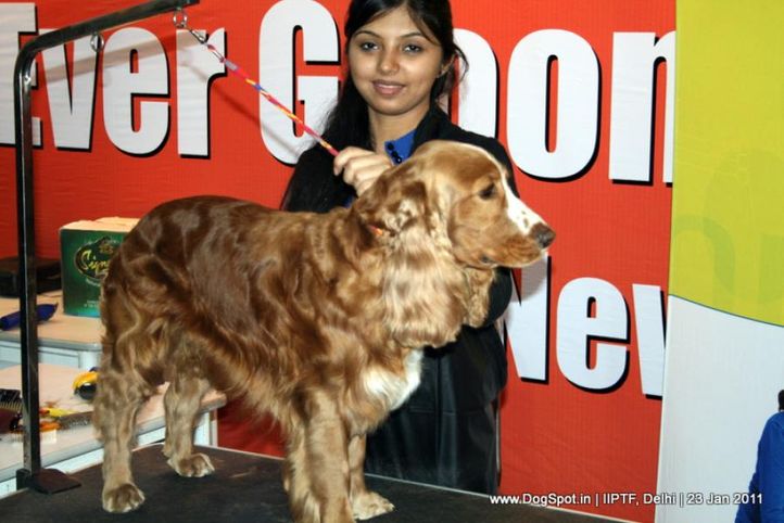 grooming competition,, Day 3 IIPTF, DogSpot.in