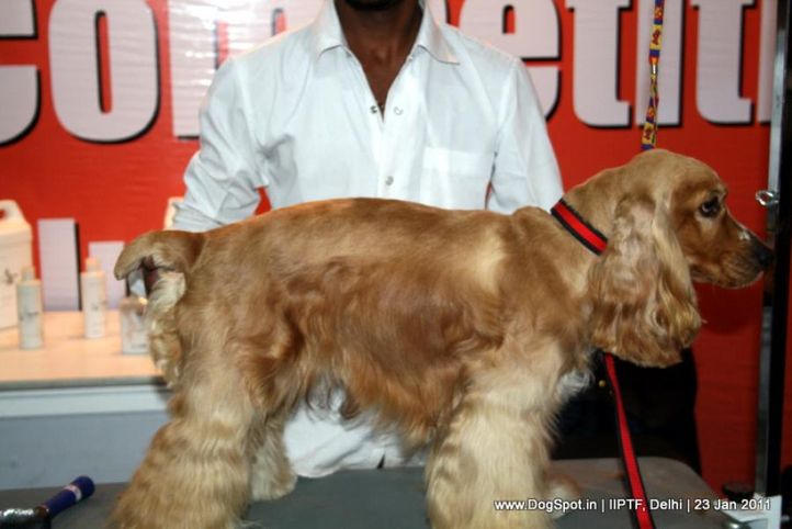 grooming competition,, Day 3 IIPTF, DogSpot.in