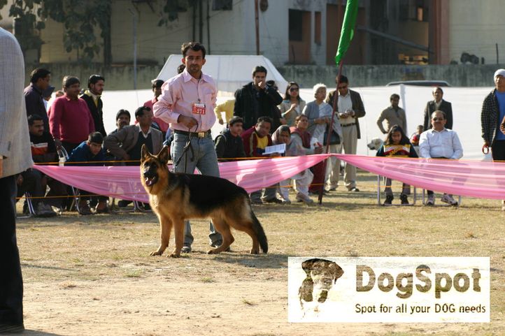 GSD,, Dehradun Dog Show 2008, DogSpot.in