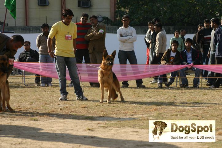 GSD,, Dehradun Dog Show 2008, DogSpot.in