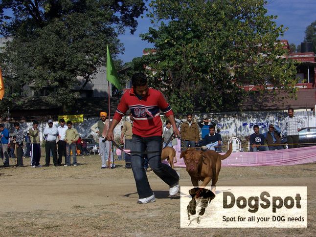 mastiff,, Dehradun Dog Show 2008, DogSpot.in