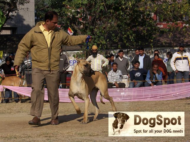Greatdane,, Dehradun Dog Show 2008, DogSpot.in