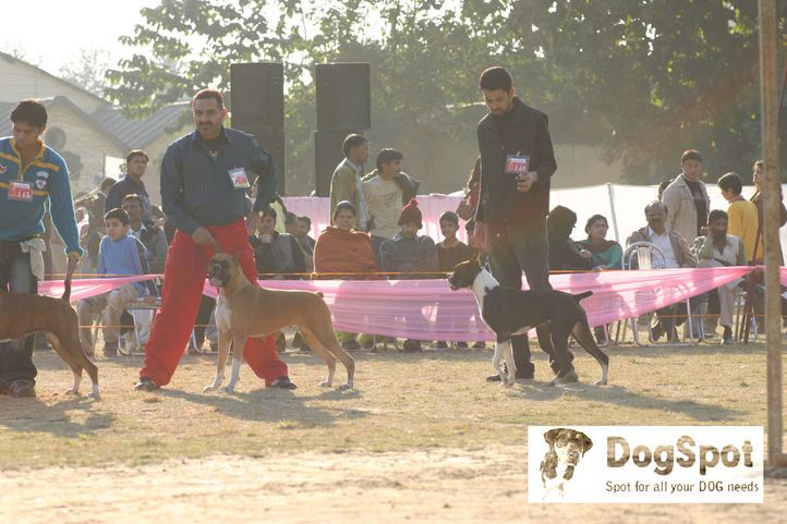 boxer,, Dehradun Dog Show 2008, DogSpot.in