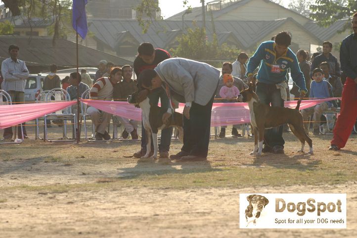 boxer,, Dehradun Dog Show 2008, DogSpot.in
