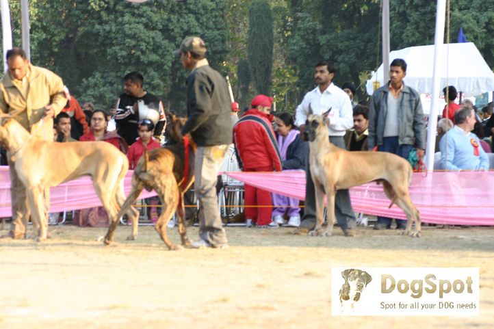 Greatdane,, Dehradun Dog Show 2008, DogSpot.in