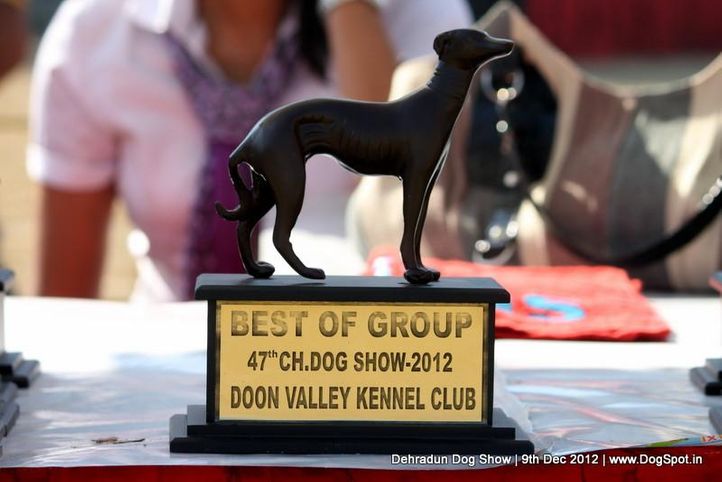 show trophy,sw-73,, Dehradun Dog Show 2012, DogSpot.in