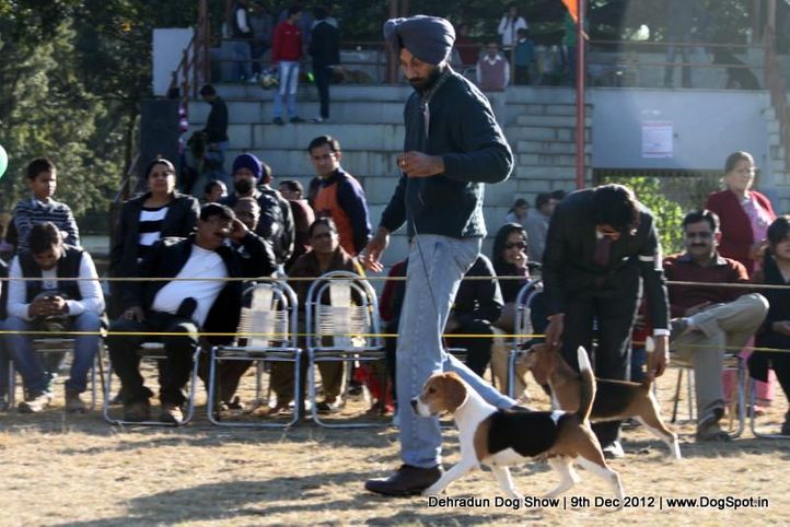 beagle,sw-73,, Dehradun Dog Show 2012, DogSpot.in