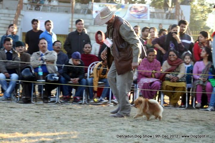 ex-8,pomeranian,sw-73,, Dehradun Dog Show 2012, DogSpot.in