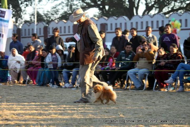 ex-8,pomeranian,sw-73,, Dehradun Dog Show 2012, DogSpot.in