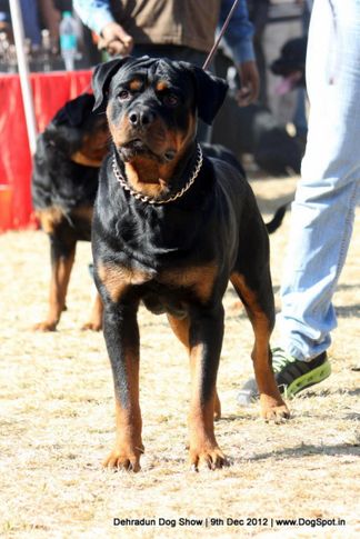 rottweiler,sw-73,, Dehradun Dog Show 2012, DogSpot.in