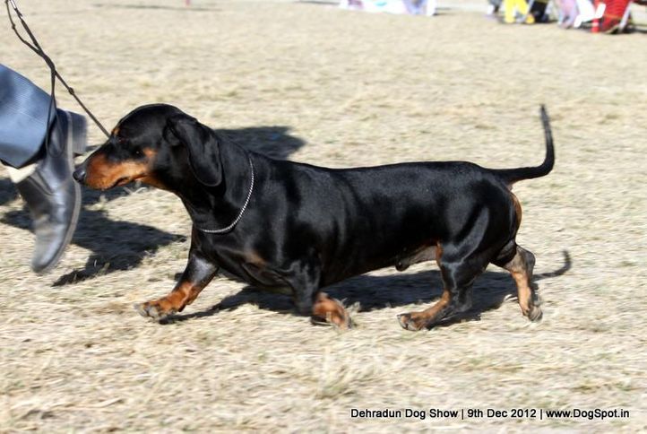 dachshund ,ex-68,sw-73,, DEYWOO'S EXCALIBER, Dachshund Standard- Smooth Haired, DogSpot.in