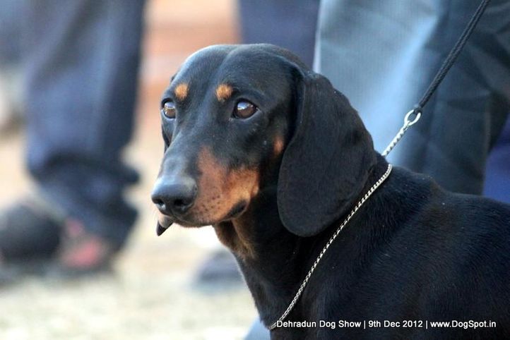 dachshund ,sw-73,, Dehradun Dog Show 2012, DogSpot.in
