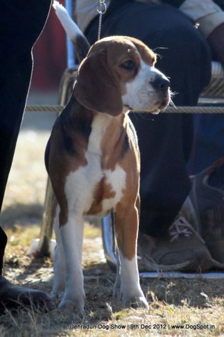 beagle,ex-55,sw-73,, SUPER GIRL OF RUBSON, Beagle, DogSpot.in