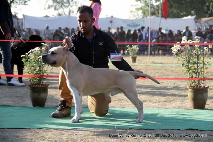 american staffordshire terrier,sw-103,, Dehradun Dog Show 2013, DogSpot.in