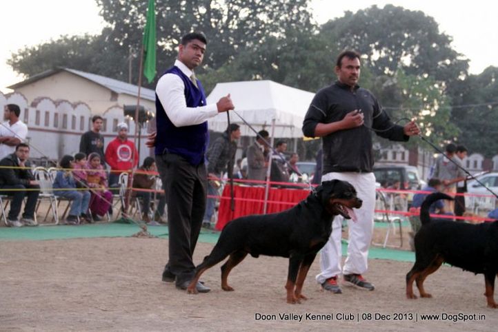 rottweiler,sw-103,, Dehradun Dog Show 2013, DogSpot.in