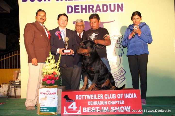 rottweiler,rottweiler lineup,sw-103,, Dehradun Dog Show 2013, DogSpot.in