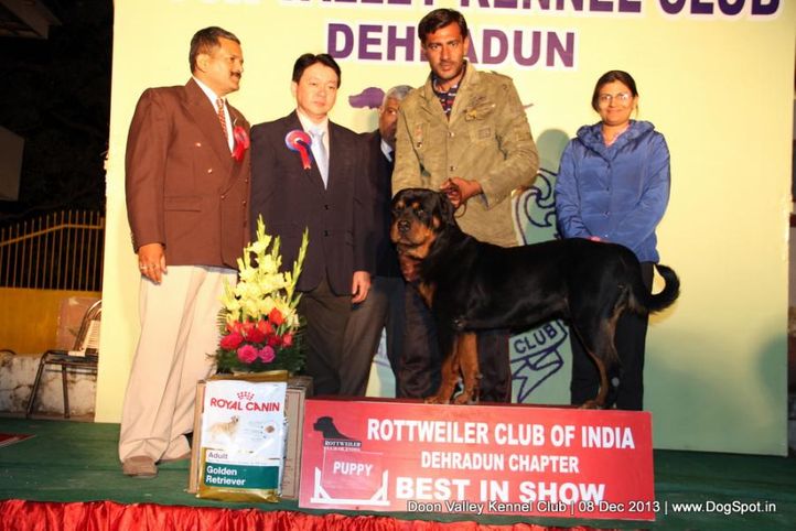 rottweiler,rottweiler lineup,sw-103,, Dehradun Dog Show 2013, DogSpot.in