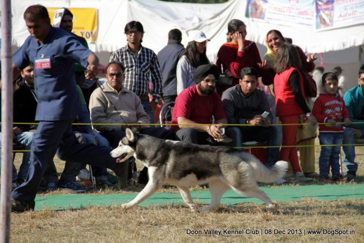 siberian husky,sw-103,, Dehradun Dog Show 2013, DogSpot.in