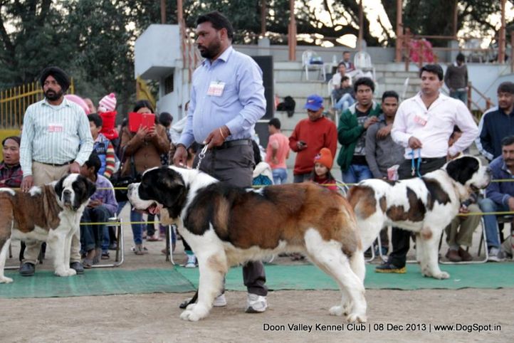 st bernard,sw-103,, Dehradun Dog Show 2013, DogSpot.in