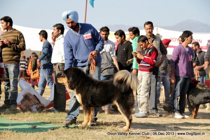 sw-103,tibetan mastiff,, Dehradun Dog Show 2013, DogSpot.in