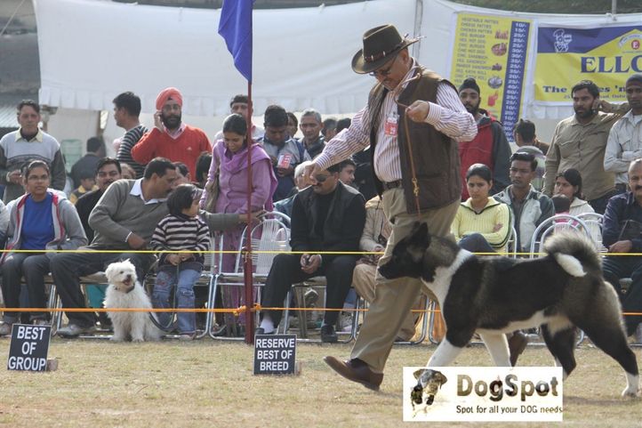 Akita,, Dehradun Dog Show, DogSpot.in